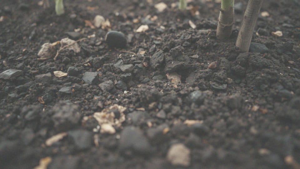 Jakie nawozy organiczne są najlepsze dla uschniętego drzewka?
