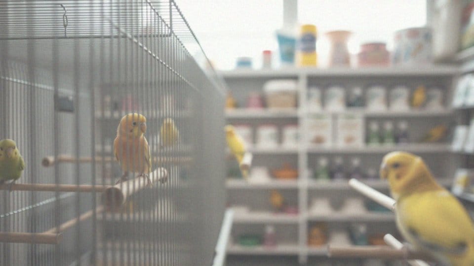 Ile kosztuje papuga? Ceny i wydatki związane z zakupem